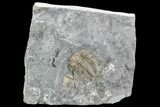 Ceraurus Trilobite From Verulam Formation - Ontario #107503-1